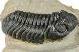 Detailed Phacopid (Morocops) Trilobite - Foum Zguid, Morocco #363149-1